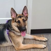 Bowling Green Veterinary Clinic ico