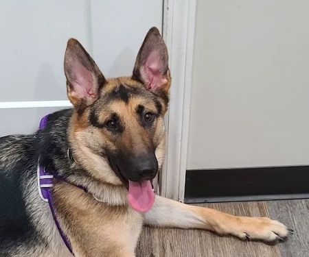 Bowling Green Veterinary Clinic