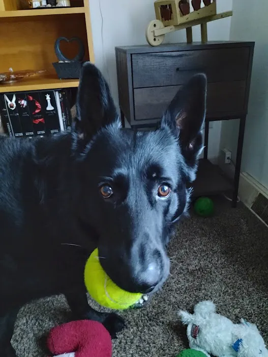 Bowling Green Veterinary Clinic Picture 2