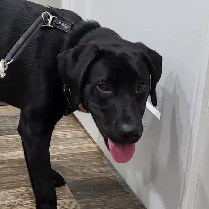 Bowling Green Veterinary Clinic Picture 8