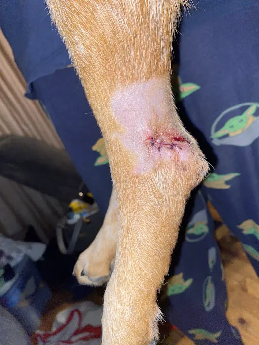 Bowling Green Veterinary Clinic Picture 9