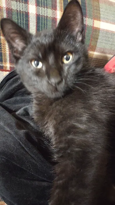 Bowling Green Veterinary Clinic Picture 7