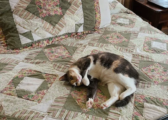 Bowling Green Veterinary Clinic Picture 10