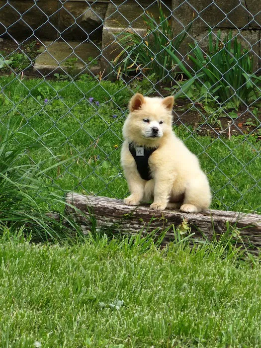 Split Rail Veterinary Clinic, LLC Picture 3