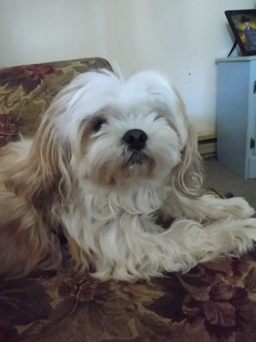 Split Rail Veterinary Clinic, LLC Picture 2