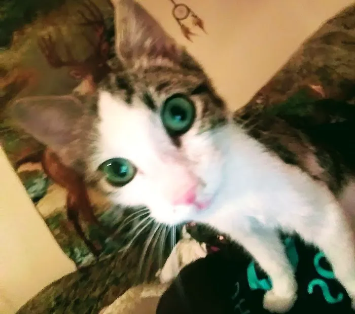 Split Rail Veterinary Clinic, LLC Picture 1