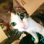 Split Rail Veterinary Clinic, LLC