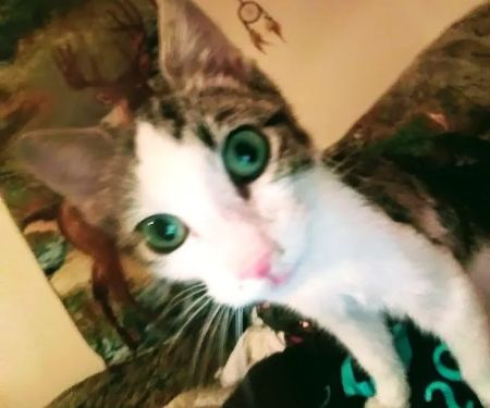 Split Rail Veterinary Clinic, LLC