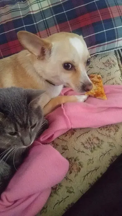 Split Rail Veterinary Clinic, LLC Picture 6