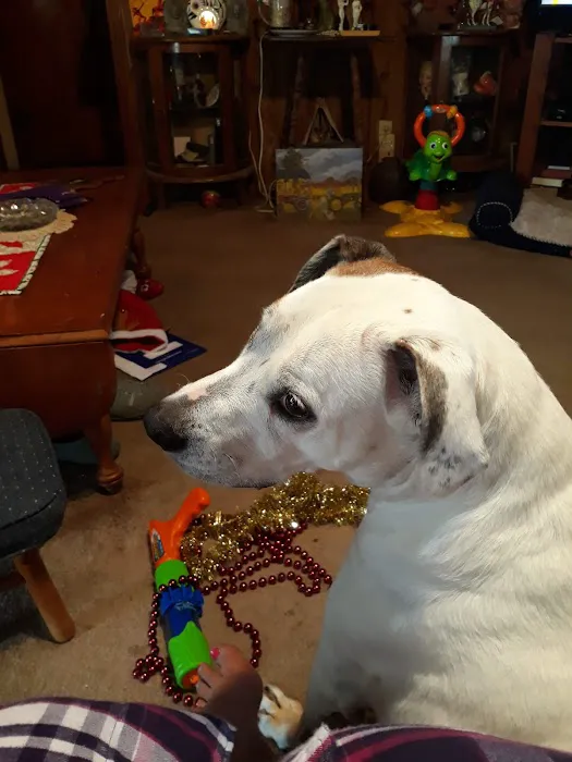 Split Rail Veterinary Clinic, LLC Picture 7