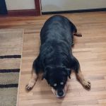 Mineral Wells Animal Clinic