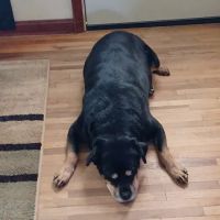 Mineral Wells Animal Clinic ico