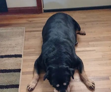 Mineral Wells Animal Clinic