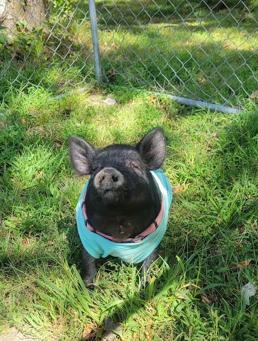 Mineral Wells Animal Clinic Picture 5