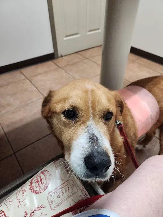 Mineral Wells Animal Clinic Picture 4