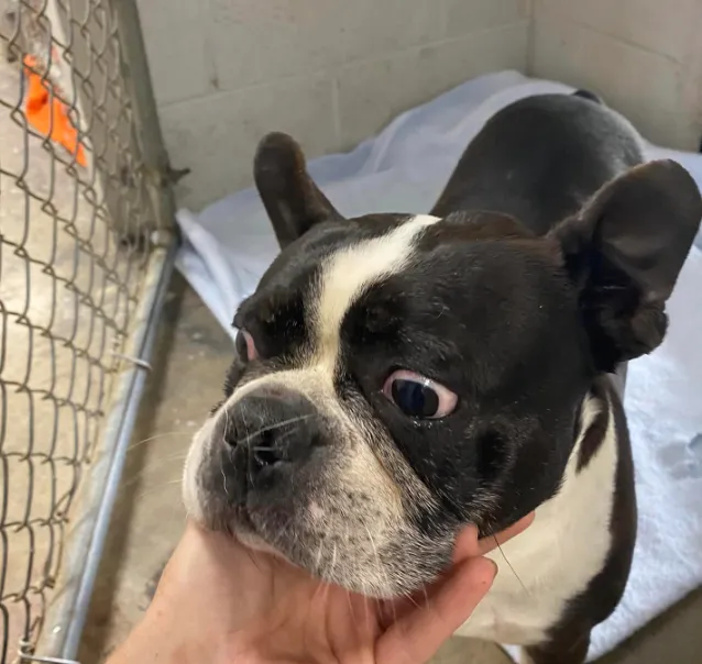 The Animal Doctor Picture 9