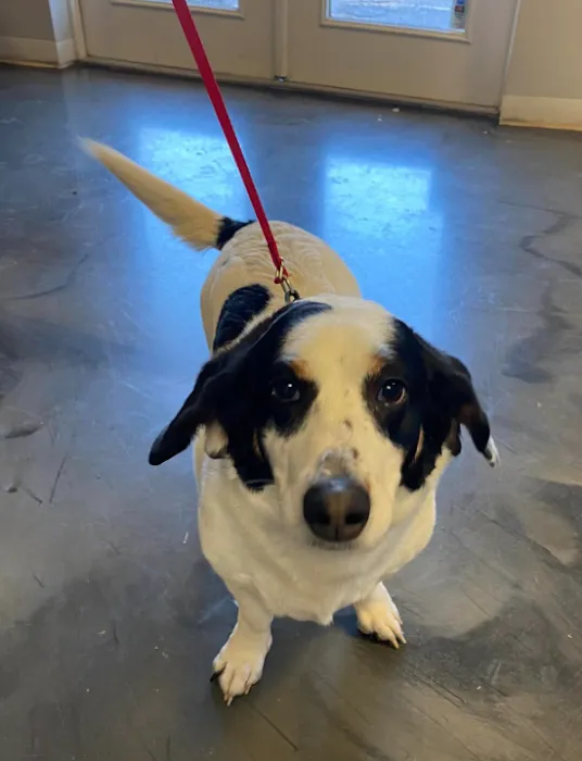 The Animal Doctor Picture 10