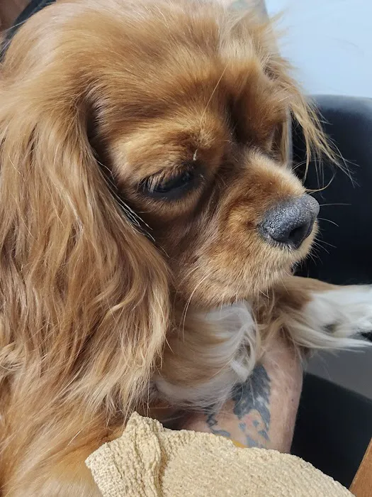 The Animal Doctor Picture 2