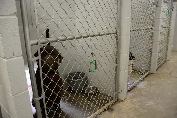 The Animal Doctor Picture 7