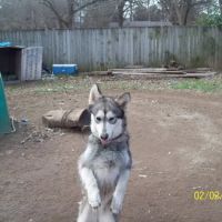 Tri County Animal Clinic ico