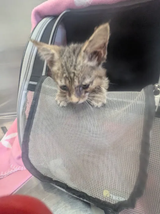 Tri County Animal Clinic Picture 2