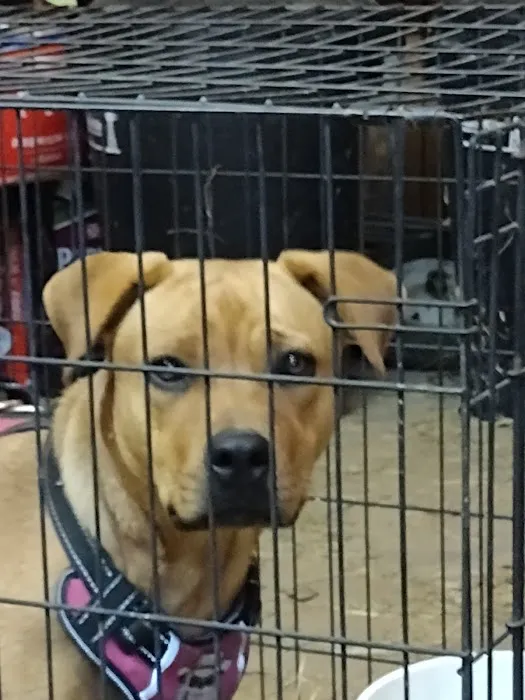 Bluegrass Veterinary Services, PLLC Picture 5