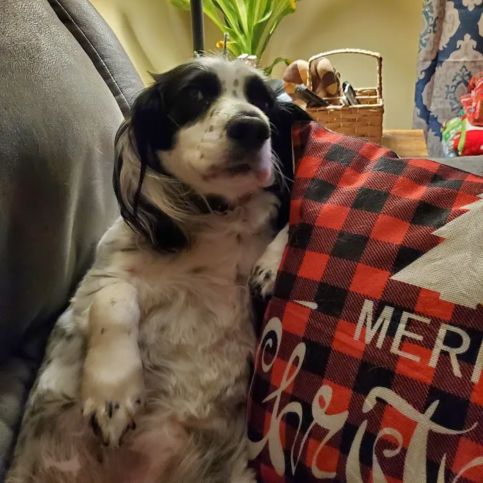 Bluegrass Veterinary Services, PLLC Picture 3