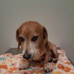 Rough River Veterinary Clinic