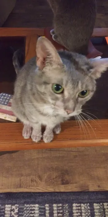 Ayer Ann a DVM Picture 1