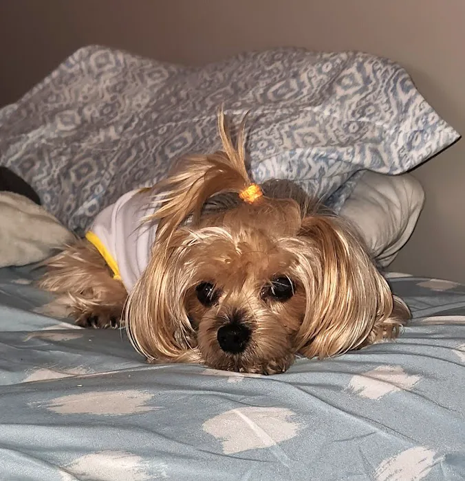 Ohio County Animal Clinic PLLC Picture 1