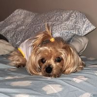 Ohio County Animal Clinic PLLC ico