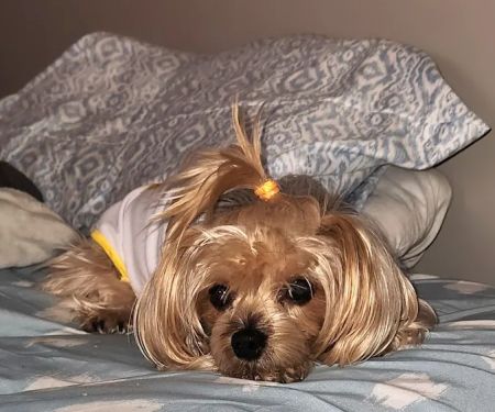 Ohio County Animal Clinic PLLC