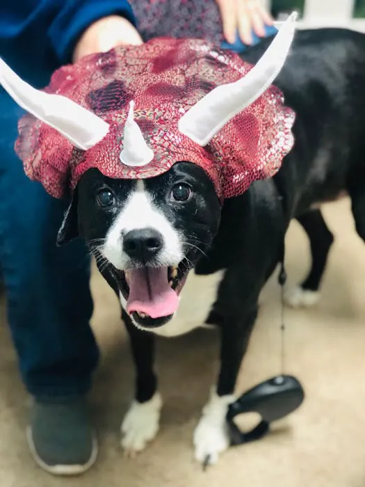 Ohio County Animal Clinic PLLC Picture 5