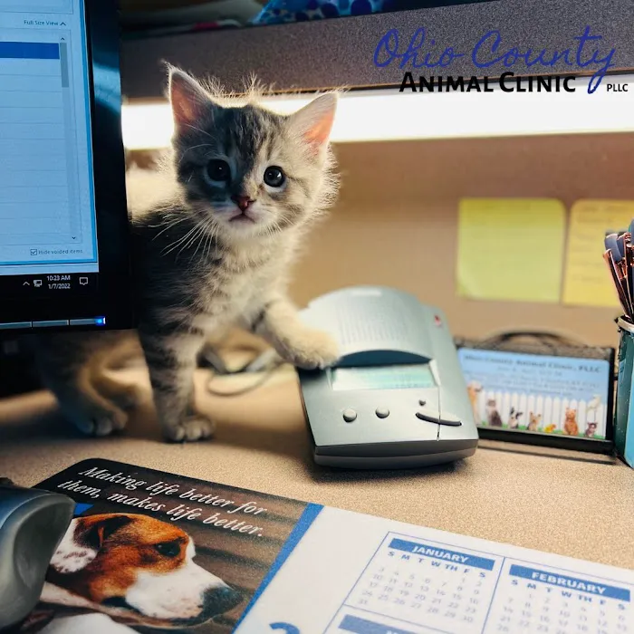 Ohio County Animal Clinic PLLC Picture 7