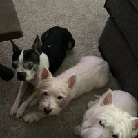 Twin Valley Veterinary Clinic ico