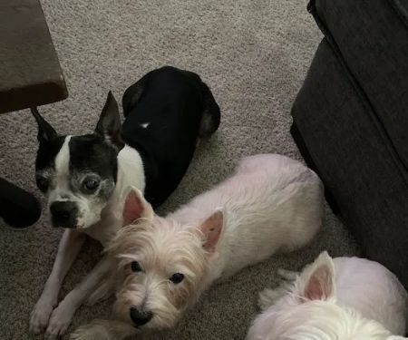 Twin Valley Veterinary Clinic