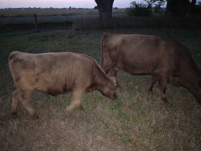 Valley Veterinary Center Picture 2