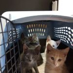 Marcus/Remsen Veterinary Clinic