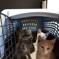 Marcus/Remsen Veterinary Clinic ico