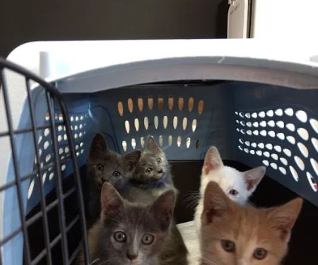 Marcus/Remsen Veterinary Clinic