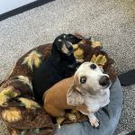 Orange City Family Animal Care