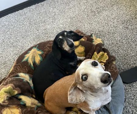 Orange City Family Animal Care