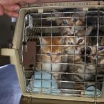 Town & Country Veterinary Clinic