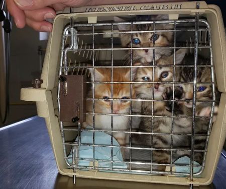 Town & Country Veterinary Clinic