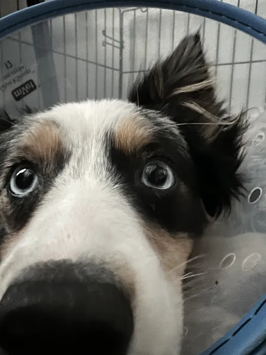 Le Mars Veterinary Clinic Picture 4