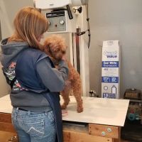 Lyman Vet Clinic ico