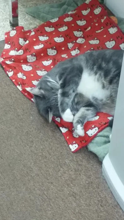 Avoca Veterinary Clinic Picture 5