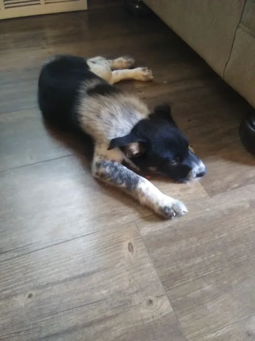 Avoca Veterinary Clinic Picture 1