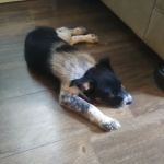 Avoca Veterinary Clinic