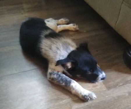 Avoca Veterinary Clinic